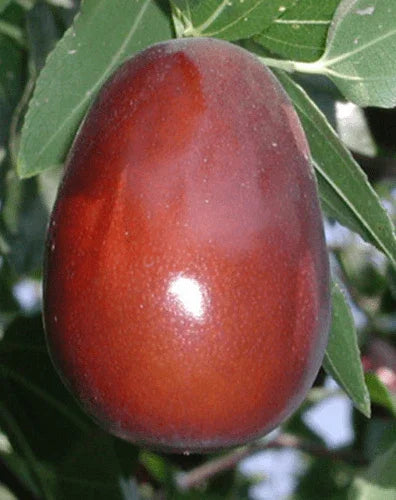 20 Jujube Fruit Tree Seeds - Seed World