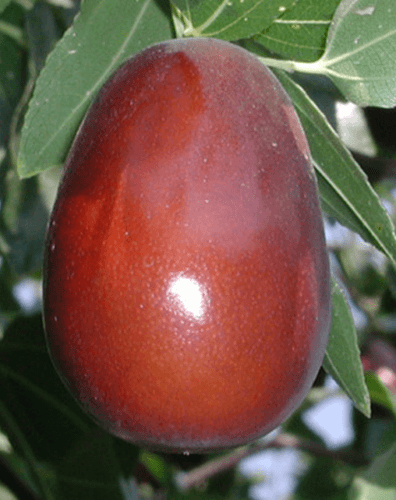 20 Jujube Red Date Seeds - Seed World