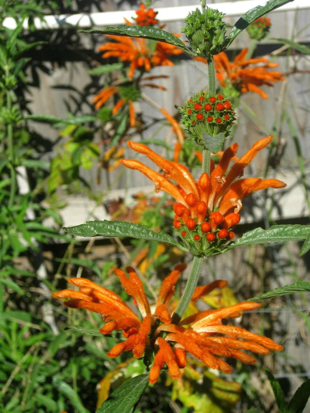 20 Lion's Ear Seeds - Seed World