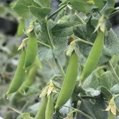 20+ Little Marvel Pea Seeds - Seed World