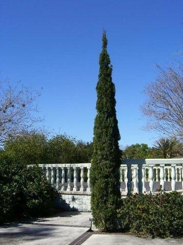 20 Mediterranean Cypress Tree Seeds - Seed World