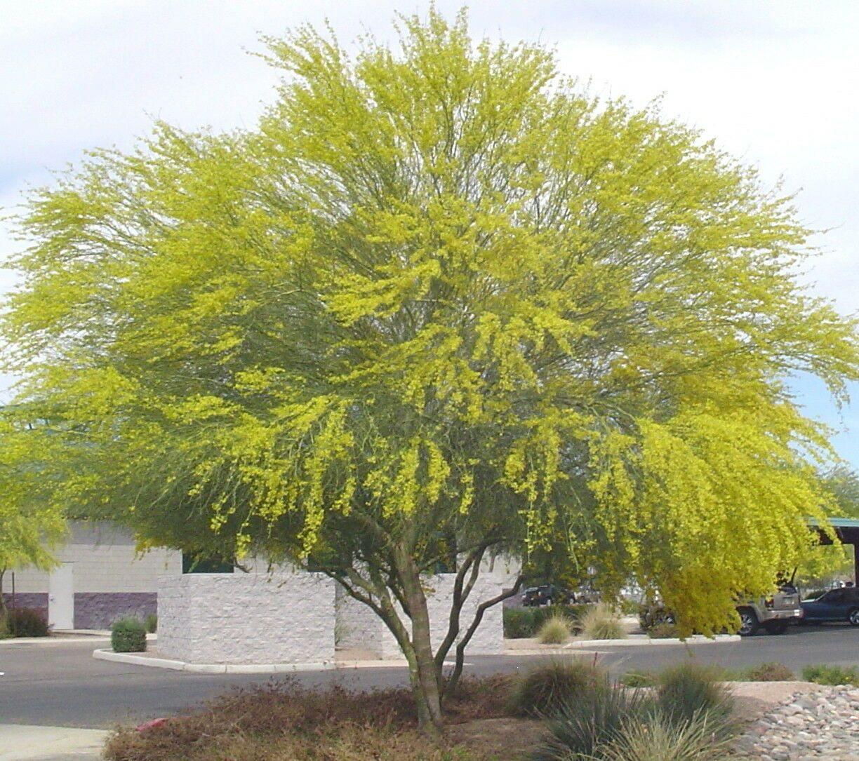 20 Mexican Palo Verde Jerusalem Thorn Seeds - Seed World