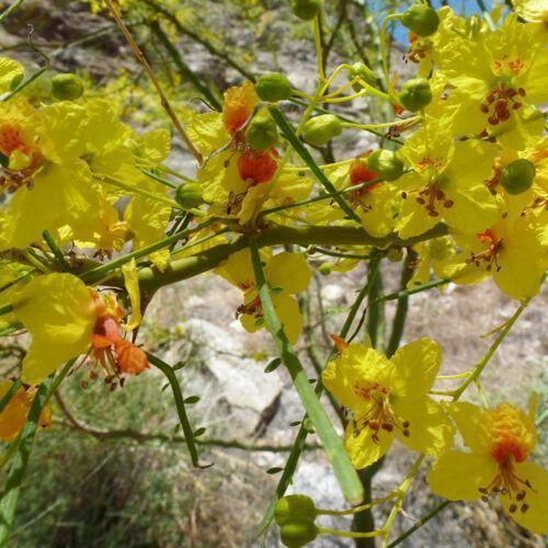 20 Mexican Palo Verde Jerusalem Thorn Seeds - Seed World