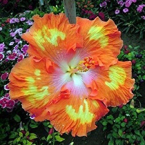 20 Orange Yellow Hibiscus Seeds - Seed World