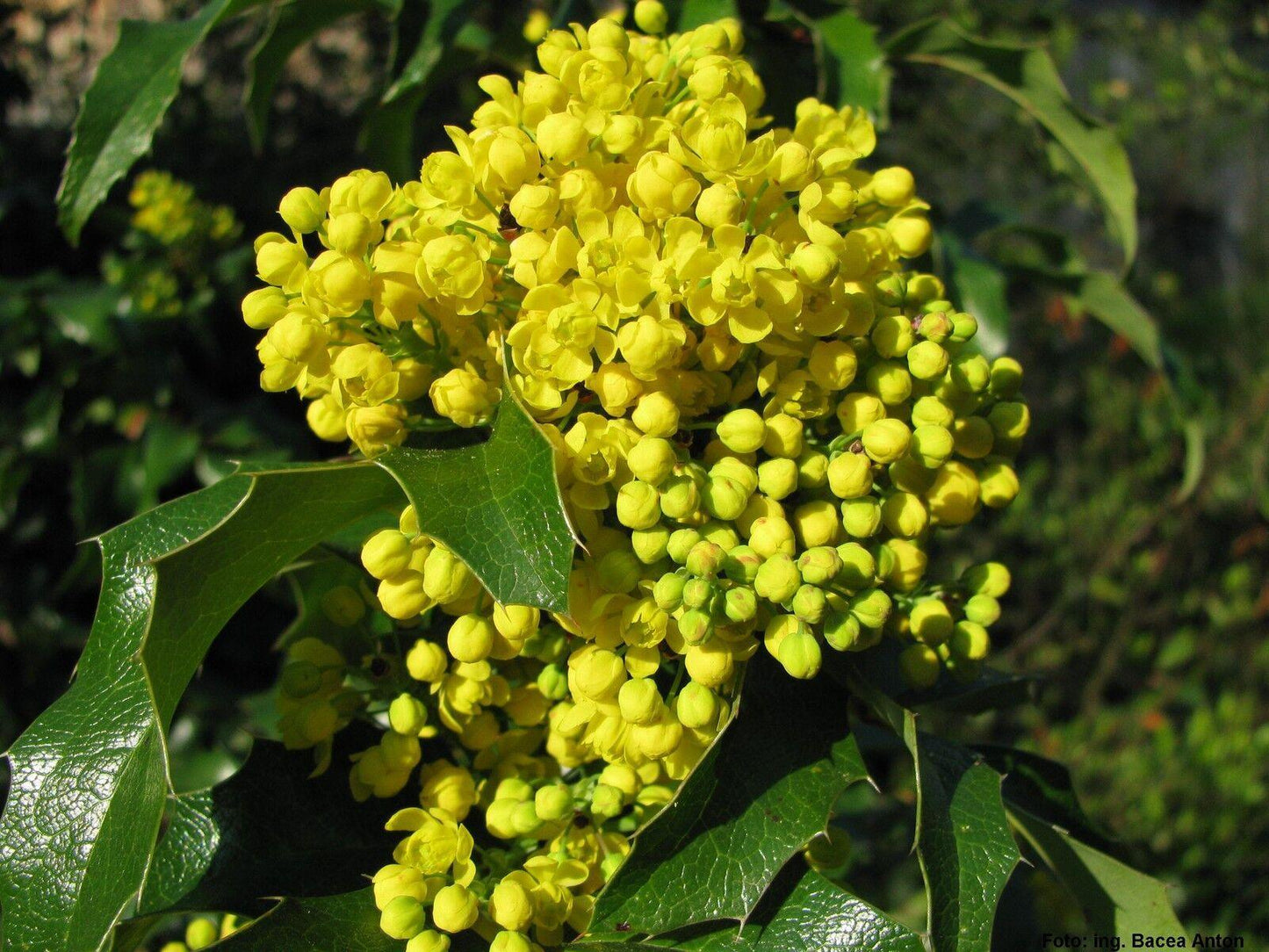 20 Oregon Holly Grape - Mahonia aquifolium Seeds - Seed World