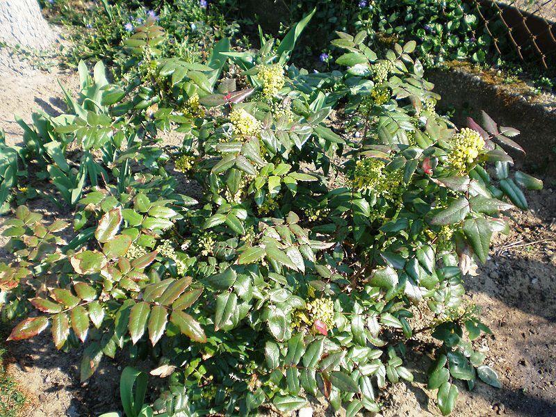 20 Oregon Holly Grape - Mahonia aquifolium Seeds - Seed World
