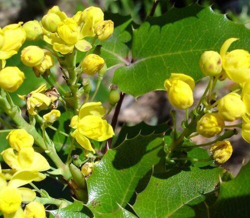 20 Oregon Holly Grape - Mahonia aquifolium Seeds - Seed World