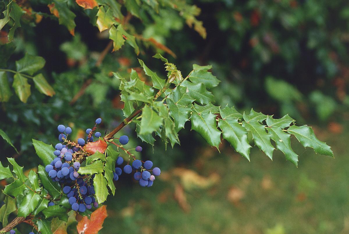 20 Oregon Holly Grape - Mahonia aquifolium Seeds - Seed World