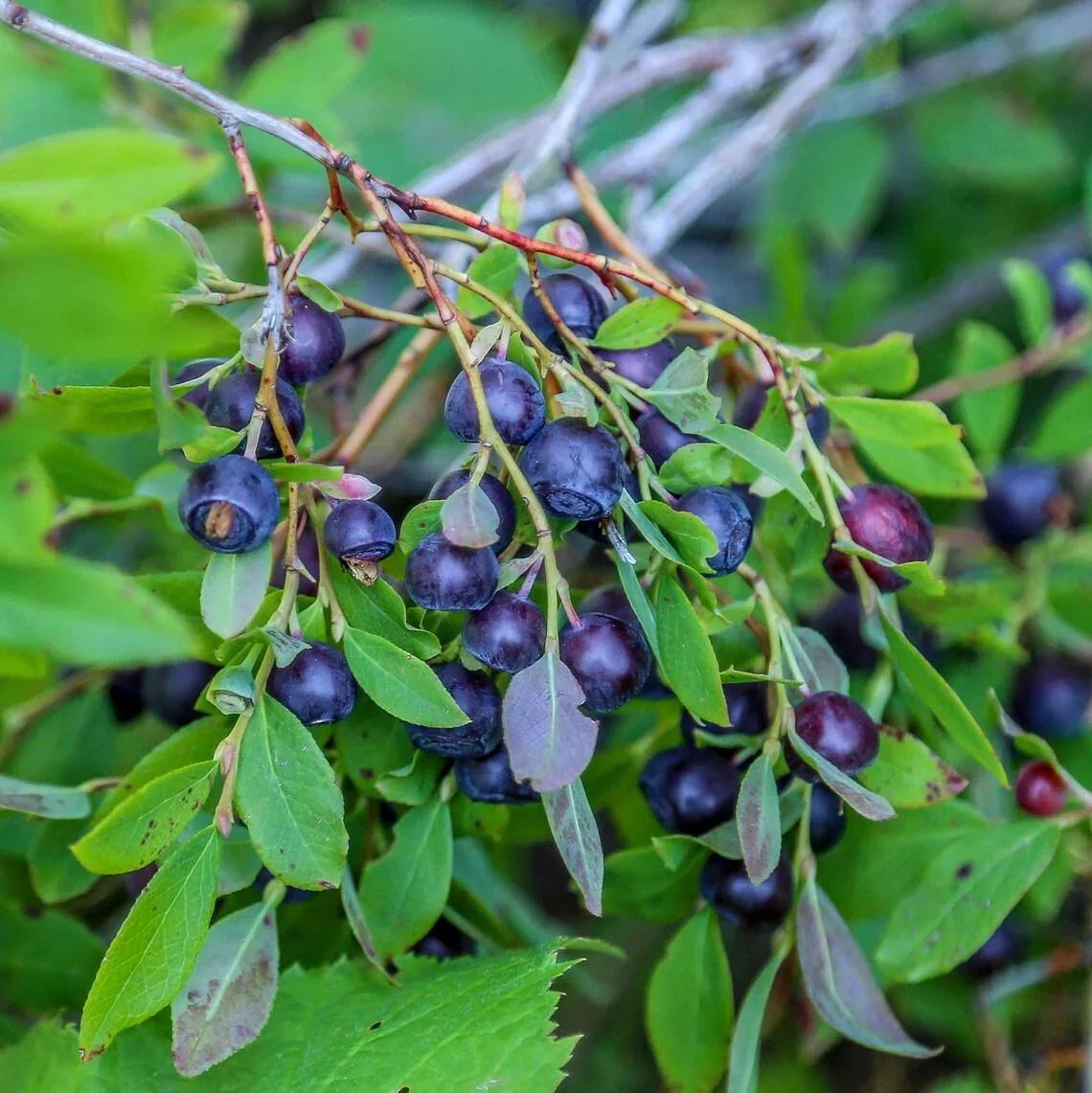 20 Organic Big Huckleberry Seeds - Seed World