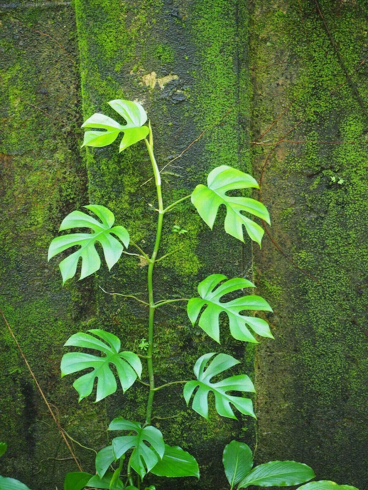20 Philodendron "Ginny" Seeds - Seed World