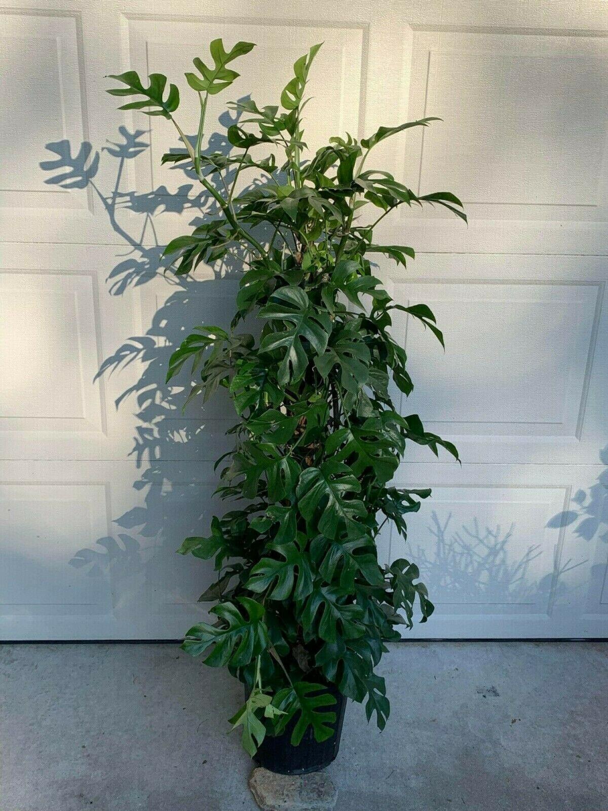 20 Philodendron "Ginny" Seeds - Seed World