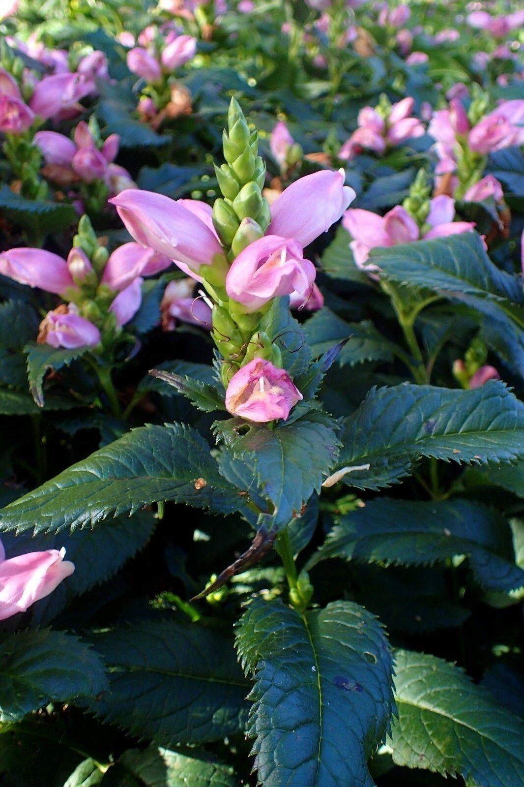 20 Pink Turtlehead Seeds - Seed World