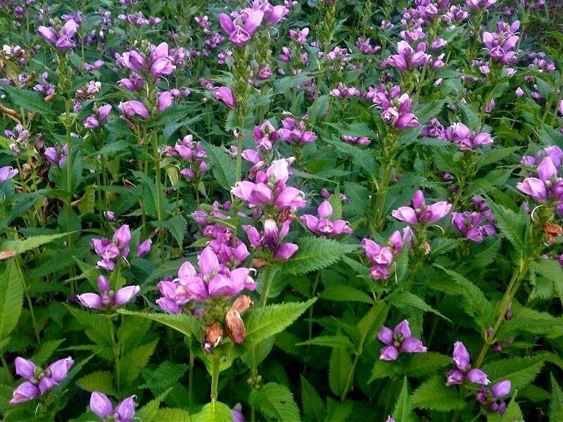 20 Pink Turtlehead Seeds - Seed World