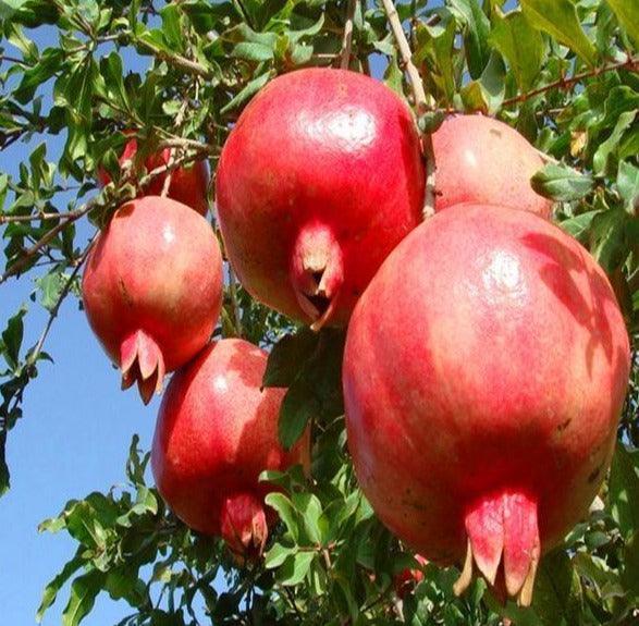 20 Pomegranate Fruit Tree Seeds - Seed World