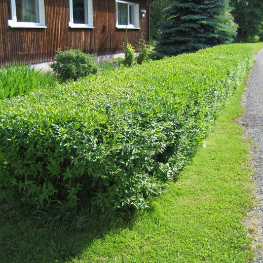 20 Privet (Ligustrum vulgare) Hedge Seeds β Fast-Growing Privacy Shrub - Seed World