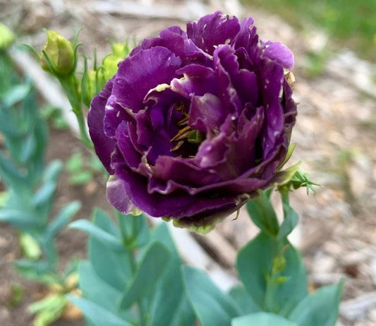 20 Purple Lisianthus Seeds - Seed World