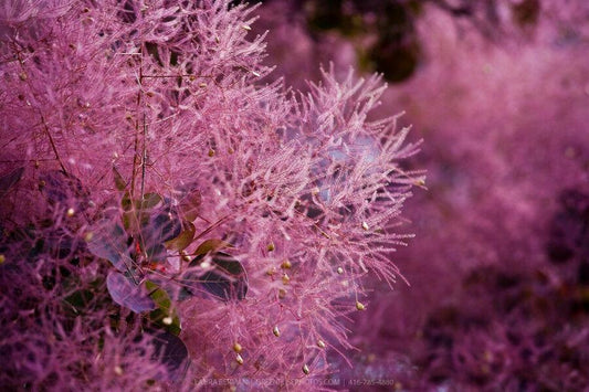 20 Purple Smoketree Seeds - Seed World