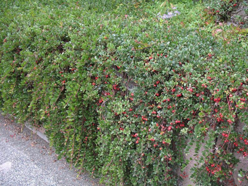 20 Rockspray Cotoneaster | Cotoneaster horizontalis Seeds - Seed World