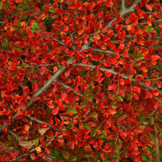 20 Rockspray Cotoneaster | Cotoneaster horizontalis Seeds - Seed World
