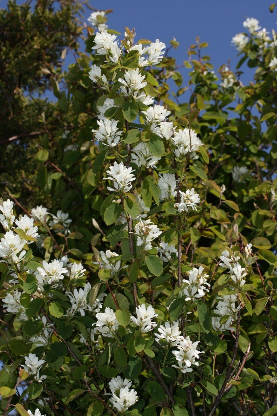 20 Saskatoon Serviceberry Seeds - Seed World