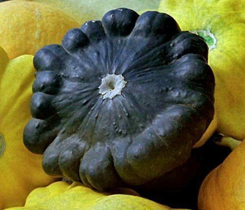 20 Scallopini Squash Patty Pan Zucchini Seeds - Seed World
