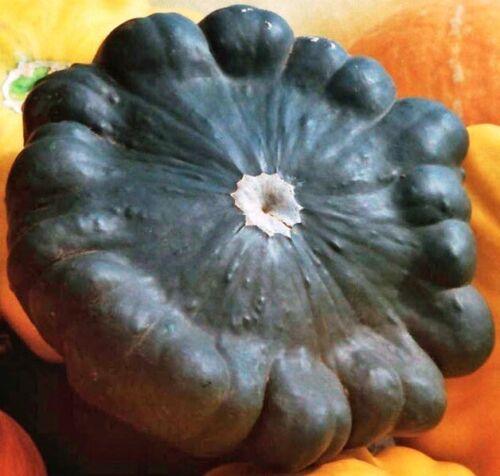 20 Scallopini Squash Patty Pan Zucchini Seeds - Seed World