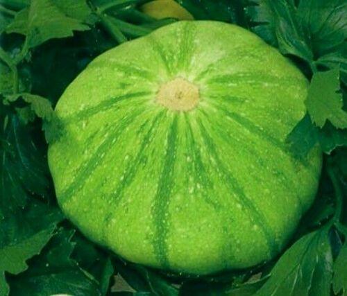 20 Scallopini Squash Patty Pan Zucchini Seeds - Seed World