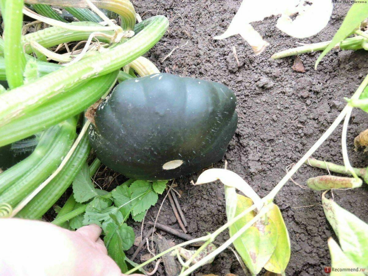 20 Scallopini Squash Patty Pan Zucchini Seeds - Seed World