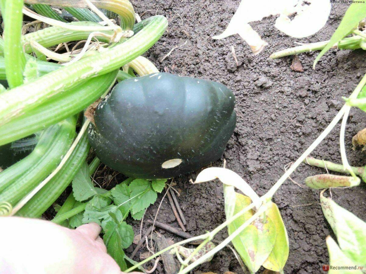 20 Scallopini Squash Patty Pan Zucchini Seeds - Seed World