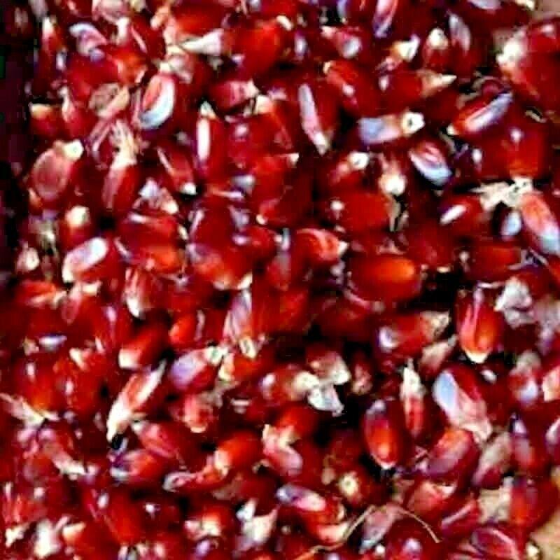 20 Strawberry Rare Ruby Corn Seeds - Seed World