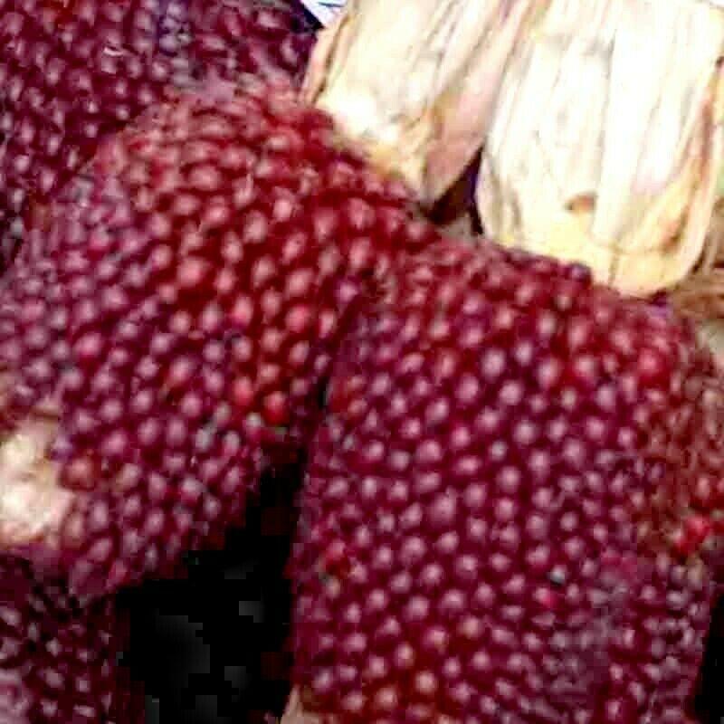 20 Strawberry Rare Ruby Corn Seeds - Seed World