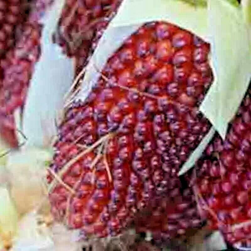 20 Strawberry Rare Ruby Corn Seeds - Seed World