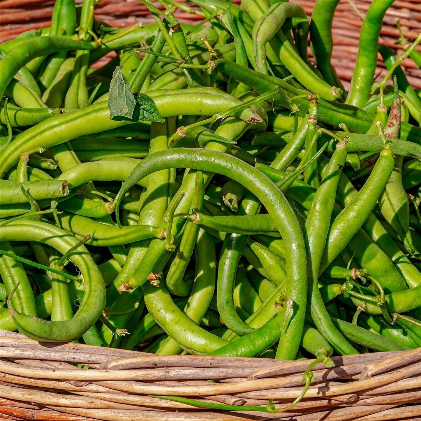 20 Strike Bush Green Bean Seeds - Seed World
