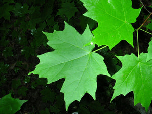 20 Sugar Maple (Acer saccharum Southern) Seeds - Seed World