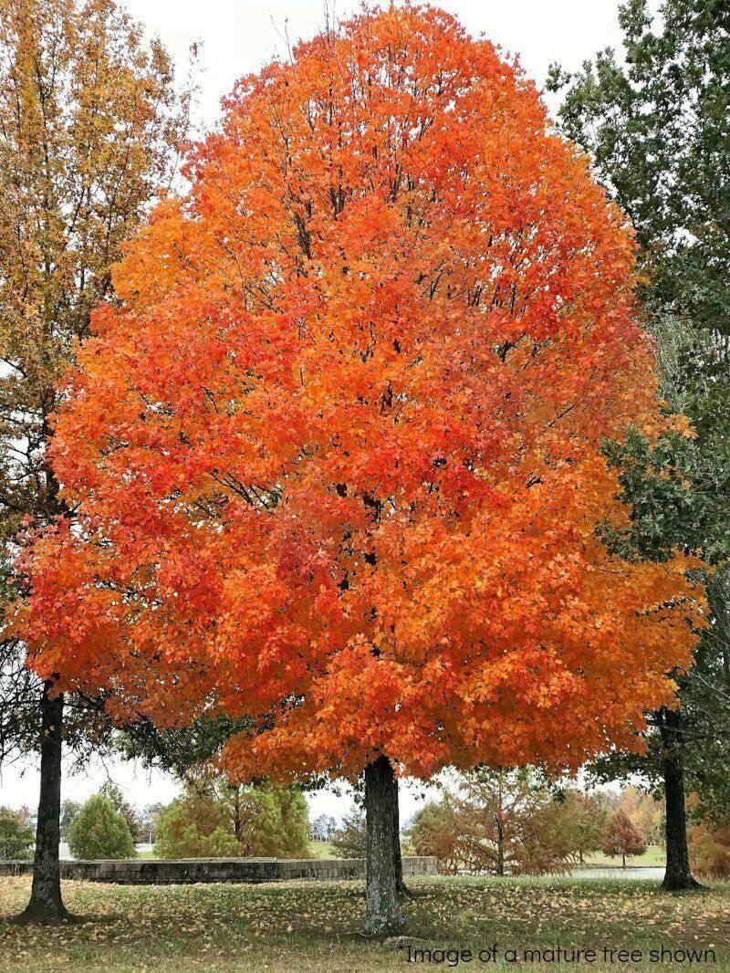 20 Sugar Maple (Acer saccharum Southern) Seeds - Seed World