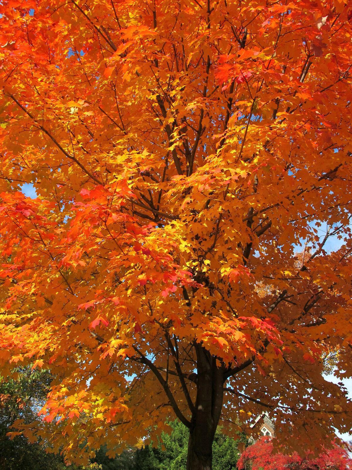 20 Sugar Maple (Acer saccharum Southern) Seeds - Seed World