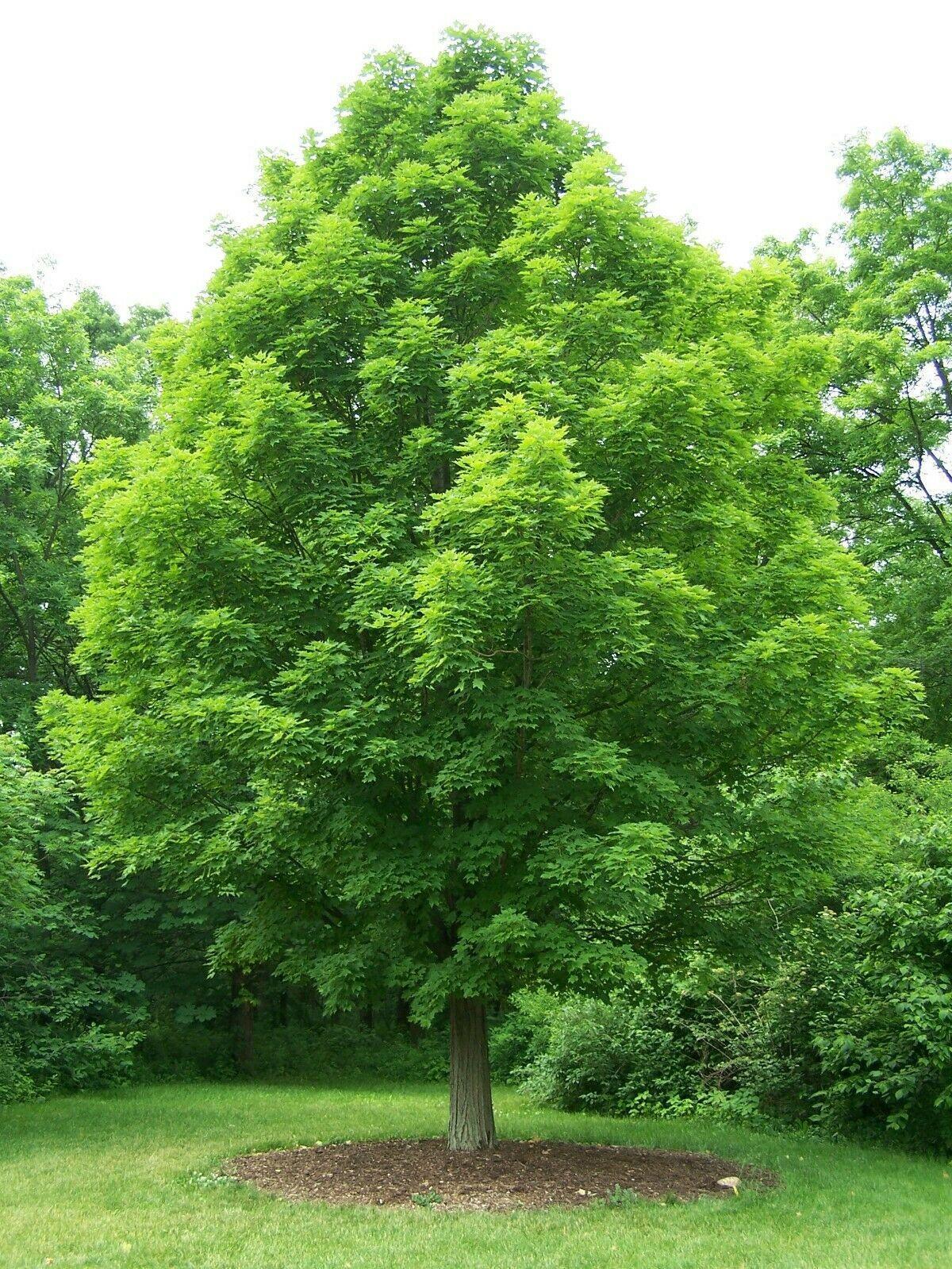 20 Sugar Maple (Acer saccharum Southern) Seeds - Seed World