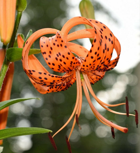 20 Tiger Lily Seeds - Lilium Columbianum - Seed World