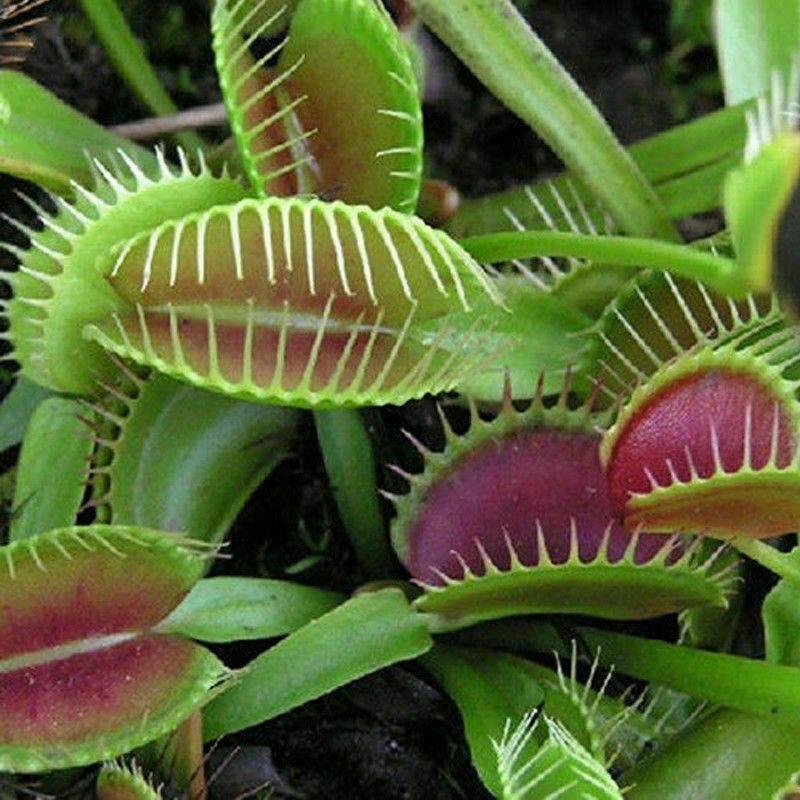 100 Venus Flytrap Seeds - Seed World