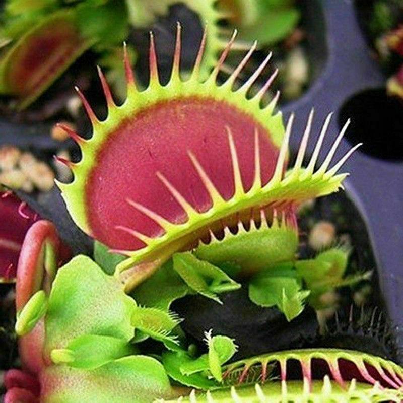 100 Venus Flytrap Seeds - Seed World