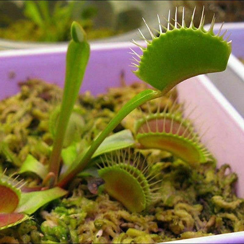 100 Venus Flytrap Seeds - Seed World