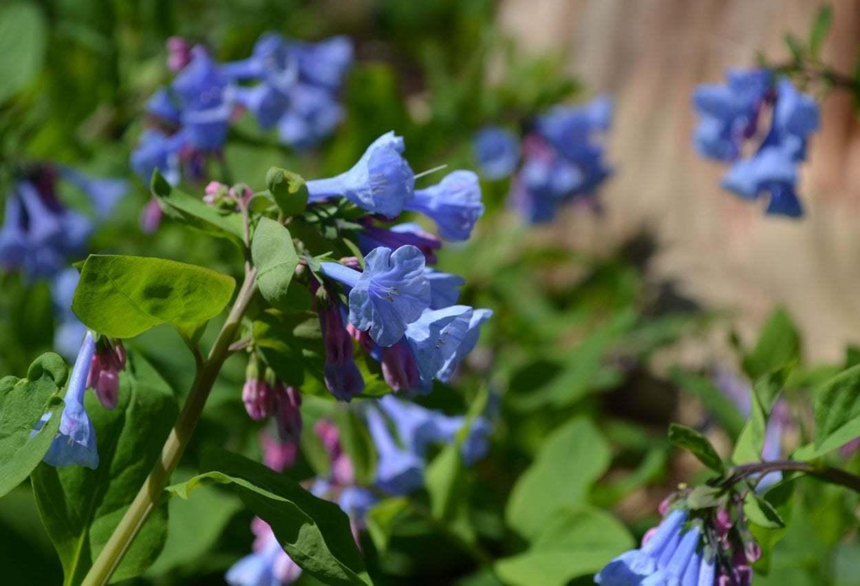 20 Virginia Bluebells Seeds - Seed World
