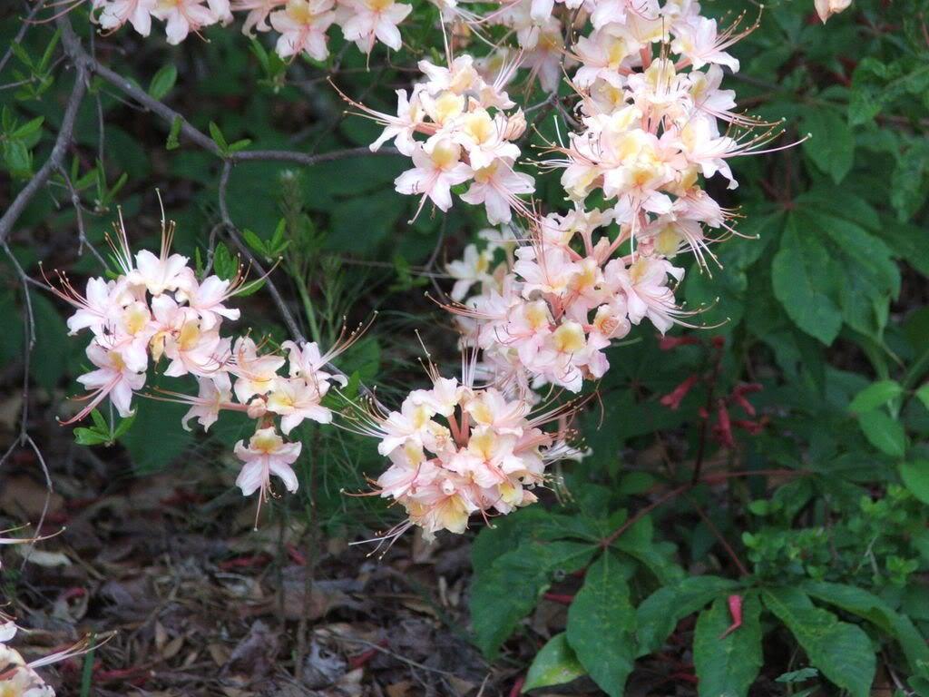 20 Western Azalea Seeds - Seed World