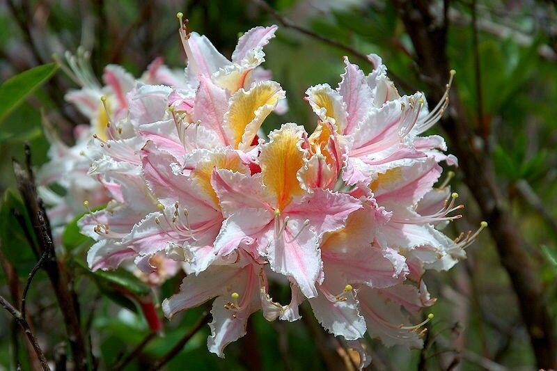 20 Western Azalea Seeds - Seed World