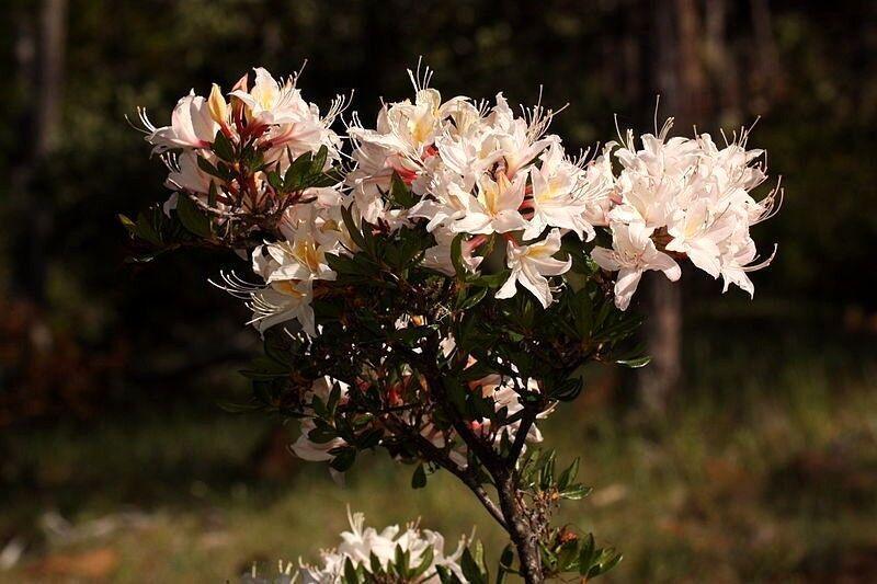 20 Western Azalea Seeds - Seed World