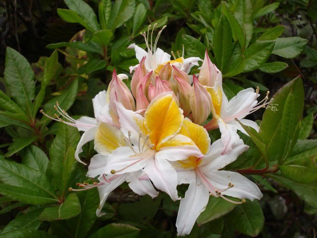 20 Western Azalea Seeds - Seed World
