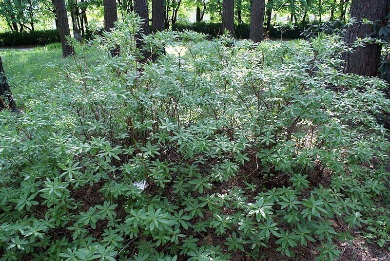 20 Western Azalea Seeds - Seed World