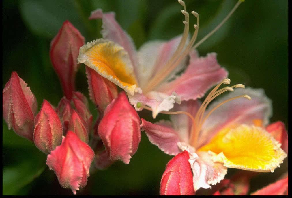 20 Western Azalea Seeds - Seed World