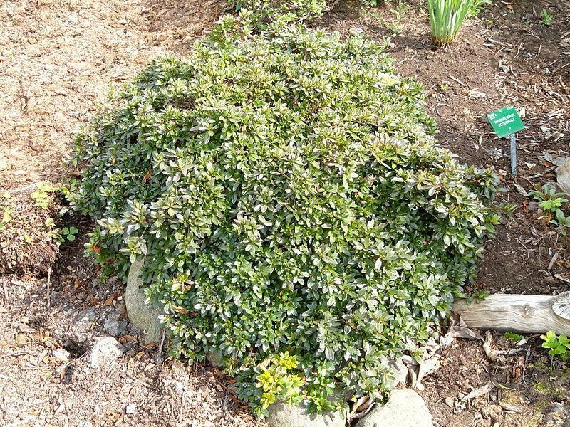 20 Western Azalea Seeds - Seed World