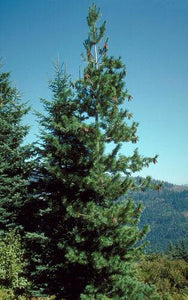 20 Western White Pine | Pinus Monticola Tree Seeds - Seed World